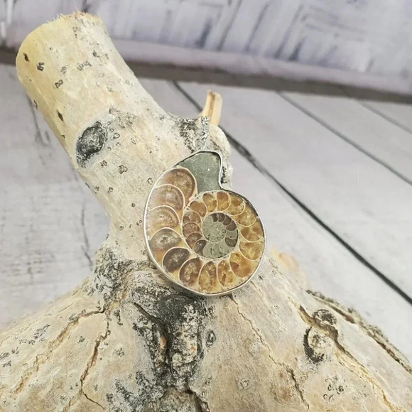 Ammonite Fossil Shell with Silver Plating - Picture 7 of 15